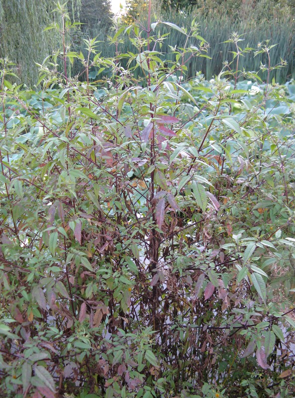 Bidens frondosa / Forbicina peduncolata